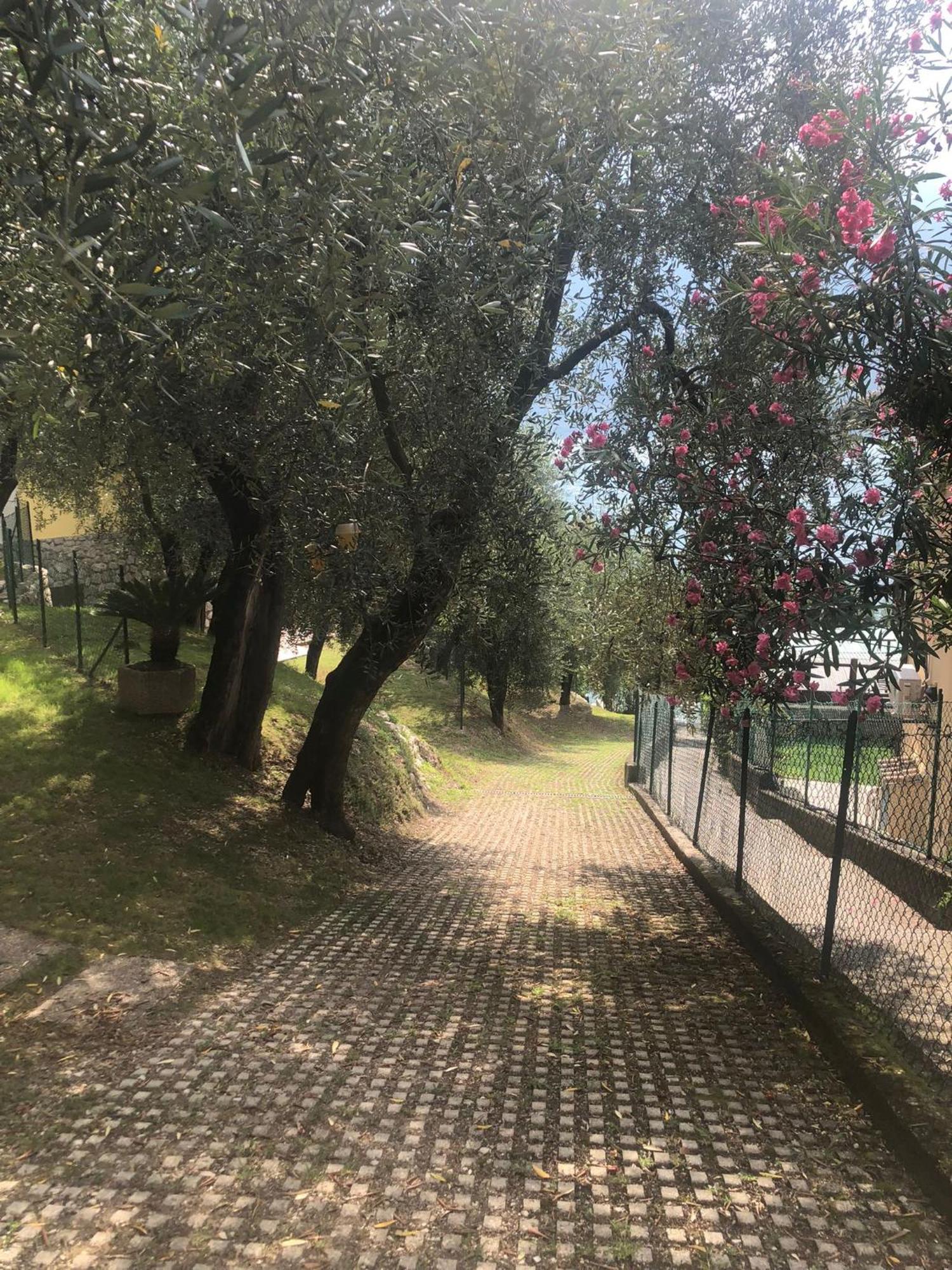 La Casa Sul - Olive Tree *